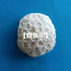 珊瑚礁 珊瑚 アロマストーン 白化珊瑚 置物 白珊瑚 14 - メルカリ