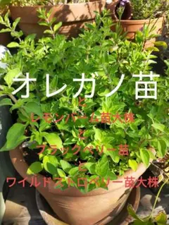 bono プロフを一読くださいませ〜様 リクエスト 4点 まとめ商品