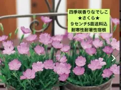 チビ助様 リクエスト 2点 まとめ商品