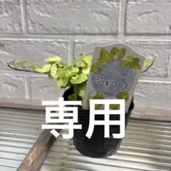 ゆみみ様専用可愛い♡ヘデラ　ジェイク♡３号♡２個セットポットごと宅急便コンパクト