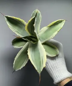 2025年最新】アガベスノーフォールの人気アイテム - メルカリ