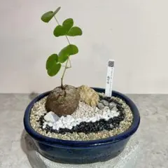 2026年最新】亀甲竜 植物の人気アイテム - メルカリ