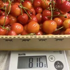 今季最終さくらんぼ、紅秀峰　規格外　800g以上のサムネイル