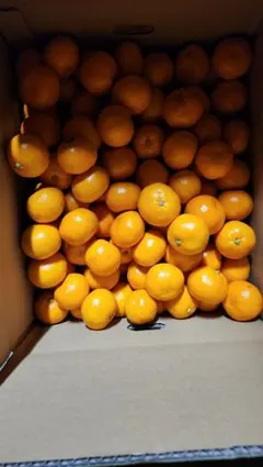 M様専用です！！