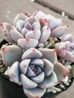 うさうさ様 リクエスト 2点 まとめ商品