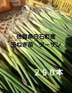 2026年最新】ターザン 苗の人気アイテム - メルカリ