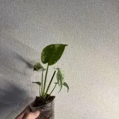 モンステラ　デリシオーサ　ミントのサムネイル