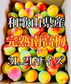 梅干しに最適‼️木熟南高梅 大玉小傷あり3Lサイズ 3kg みかんキング