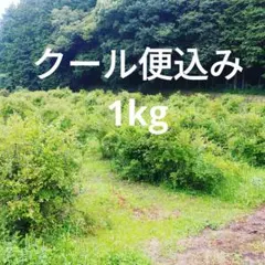 産地直送☆8/2午前中収穫　完熟ブルーベリー1kgのサムネイル