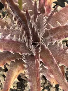 ボアコン様 リクエスト 2点 まとめ商品