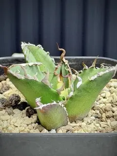 トリケラトプス カクタスグリーン 現物株 子株付き アガベ 検（白犀牛