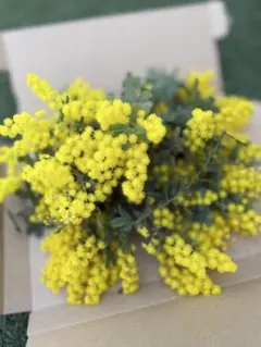 グリーンハウス様 リクエスト 2点 まとめ商品