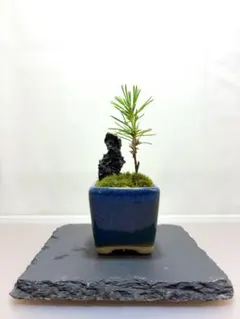 黒松 ミニ盆栽 苔仕立て 陶器鉢 小品盆栽 インテリア 初心者向け