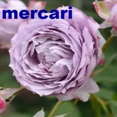 【中香 大輪 四季咲き】ノヴァーリス　M１　青バラ　薔薇 　苗のサムネイル
