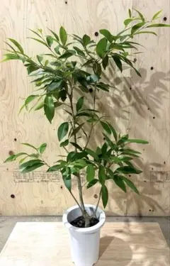 アマゾンオリーブ 観葉植物 2メートル鉢植え引き取り限定 - メルカリ