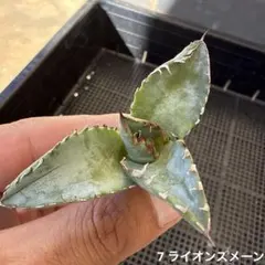 く*ん様 7 ライオンズメーン　アガベ　チタノタのサムネイル