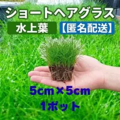 ​【匿名配送】ショートヘアグラス 水上葉 5×5cmポット1個 水草のサムネイル