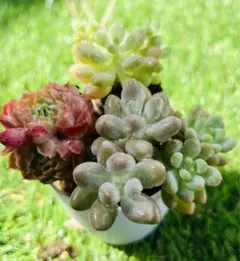 ひろやん様 ご専用　1199-200=999円　リクエスト 2点 まとめ商品