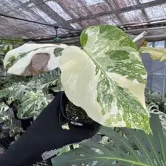 け*ん様 P105スターシャドウ / モンステラ 星影 斑入り錦化個体希少霧