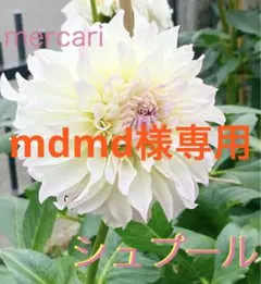 mdmd様 リクエスト 2点 まとめ商品
