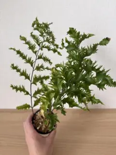 ナカムー様 リクエスト 2点 まとめ商品