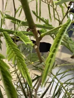 極太幹・存在感抜群】パキラ 観葉植物／特大サイズ 引き取り限定
