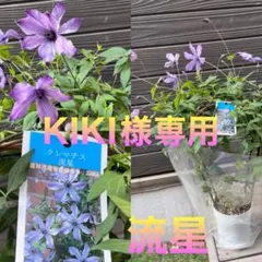 KIKI様専用　希少　クレマチス　５号　アーチ仕立て　春