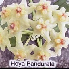 【超レア】ホヤ　　Pandurata パンデュラータ　スプラッシュのサムネイル
