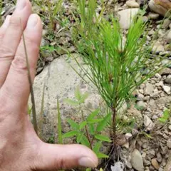 静岡県産天然 赤松三鈷松の苗木 20cm ~4本セットのサムネイル