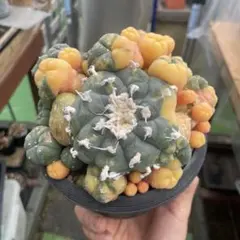 2025年最新】烏羽玉錦の人気アイテム - メルカリ