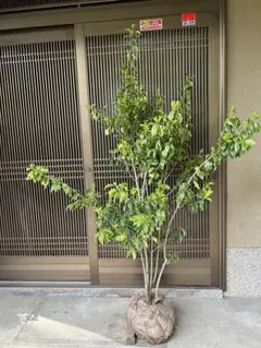 ◇ソヨゴ◇常緑樹◇複数株立◇雌株◇D - メルカリ