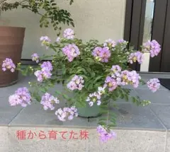 アンティークローズ様 リクエスト 2点 まとめ商品