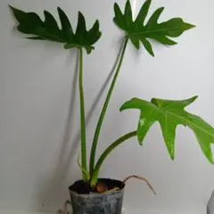 popo様 リクエスト 6点 まとめ商品