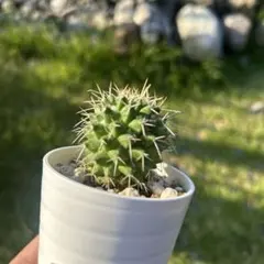 厳選　ハクリュウマル　サボテンのサムネイル