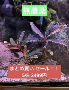 Bucephalandra『Moonlight』5株 フォロワ-割引、オマケ レア！Bucephalandra『Moonlight』1株 美株 送料無料 - メルカリ
