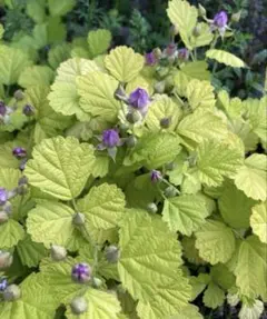 よしこ様 リクエスト 6点 まとめ商品