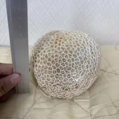 サンゴの球形置物 約8cm