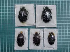 どど様 リクエスト 2点 まとめ商品