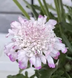 mimi様 リクエスト 2点 まとめ商品