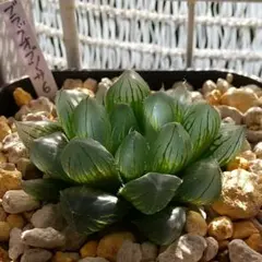 528)◆ハオルチア・ブラックオブツーサ (中苗)