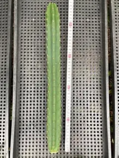 Trichocereus pachanoi x peruvianusのサムネイル