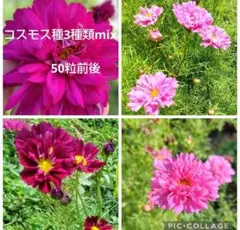 コスモス種 3種類 mix 50粒前後
