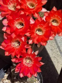 セ*ィ様 紅梅 超人気 花サボテン メディオロビビア カキコ - メルカリ