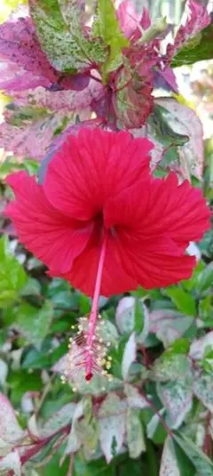 ハイビスカス　レッドマジック　苗　南国/沖縄/花木/植物 ハイビスカス レッドマジック 挿し木・枝 3本 南国沖縄 花木/植物