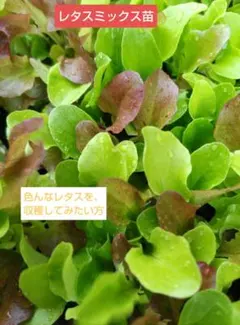 るりるり様 リクエスト 2点 まとめ商品