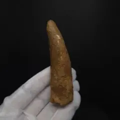巨大　スピノサウルスの歯　15.2 cm　恐竜　No.1693 巨大 スピノサウルスの歯 15.2 cm 恐竜 No.1693 - メルカリ