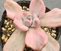 2025年最新】ミセスリチャード錦の人気アイテム - メルカリ