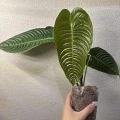 MS124 10株セット Veitchii アンスリウム ヴェイチー - メルカリ