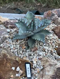 アガベ　オバティ　引取限定 アガベ オバティフォリア キラー | hanayoshi-botanical