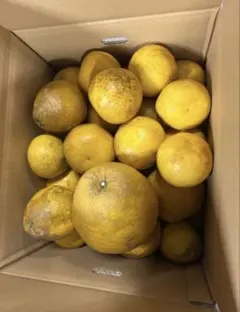 愛媛県産　木なり完熟　河内晩柑　8キロ　訳あり品×2箱 愛媛県産 木なり完熟 河内晩柑 8キロ 訳あり品×2箱 - メルカリ